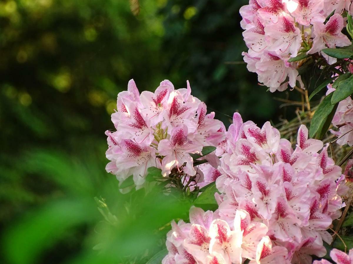 B&B De Bloesem Hoeselt エクステリア 写真